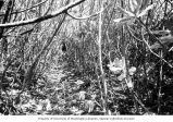 Densely overgrown trail on Bikini Island, summer 1964