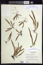 Oreogrammitis forbesiana