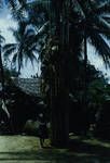 Ceremonial column of coconut husks at a Maprik village, 1960?