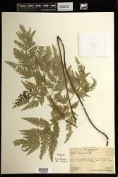 Pteris tremula