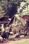 Pigs tied to stakes in preparation for killing, Australian money on pole (center) and pearlshells (r), Koiari village houses in background