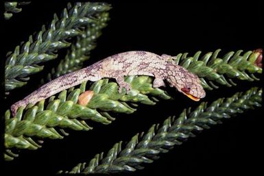 Eurydactylodes agricolae