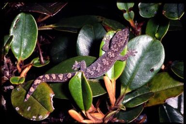 Gecko sp.