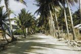 Federated States of Micronesia, palm-lined road in Chuuk State
