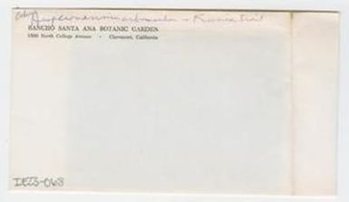 [Hesperomannia arborscens in Hawaii, envelope IE23-068]
