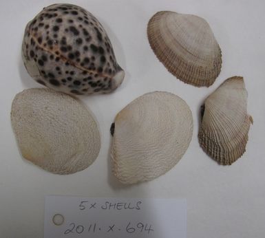shells