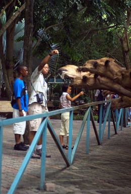 US Navy (USN) Religious Programs SPECIALIST Second Class (RP2) John Guerrero from Tamuning, Guam, US Marine Corps (USMC) Lance Corporal (LCPL) Timothy McLamb from Fayetteville, North Carolina and Naomi (Jungira) from the El Shaddai Orphanage feed camels at the Sriracha Tiger Zoo, in Thailand, during a regional community relations effort in support of Exercise COBRA GOLD 2003