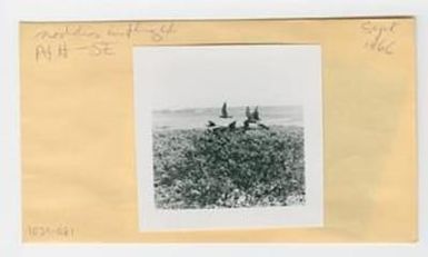 [Noddy in Hawaii, envelope IE31-081]