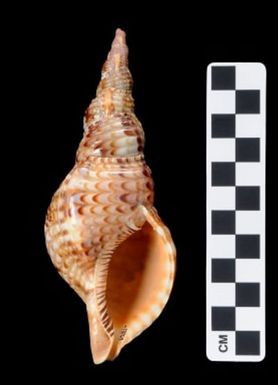 Charonia tritonis