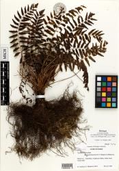 Cyclosorus boydiae var. kipahuluensis