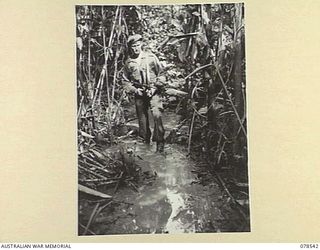 BOUGAINVILLE ISLAND, 1945-01-21. Q39645 CORPORAL K.R. ROLSTON, "D" COMPANY, 42ND INFANTRY BATTALION MAKING HIS WAY ALONG THE LINDSAY TRACK DURING A PATROL THROUGH THE SWAMPS NEAR THE UNIT CAMP