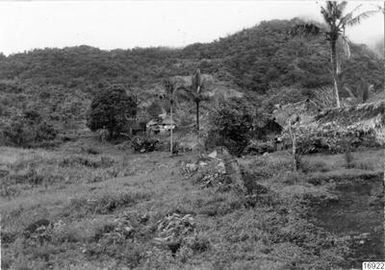 greenery, palm trees, village, hill, nature, photography, ph