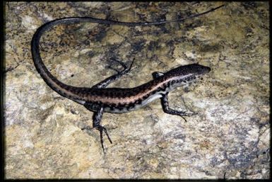 Phasmasaurus maruia
