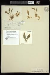 Asparagopsis taxiformis