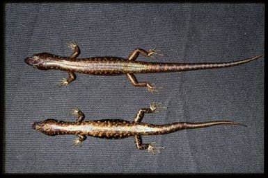 2 specimens (dorsal)