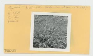 [Dodonaea in Hawaii, envelope IE32-257]