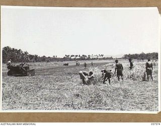 KAIAPIT, NEW GUINEA. 1943-09-25. NATIVES CUTTING KUNAI GRASS AND AMERICANS USING BULLDOZERS TO MAKE A NEW LANDING STRIP IN THE 7TH AUSTRALIAN DIVISION AREA