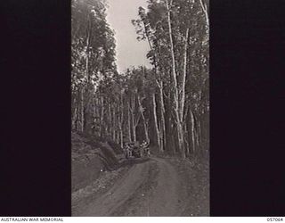 KOITAKI, NEW GUINEA. 1943-09-19. WELL ESTABLISHED RUBBER TREES IN A PLANTATION WHICH IS IN FULL PRODUCTION