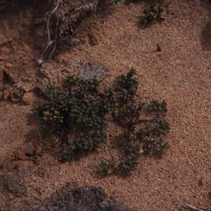 [Nama sandwicensis from Waihee, Hawaii] BRIT-A-AR003-012-02-043