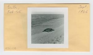 [Turtle in Hawaii, envelope IE31-172]