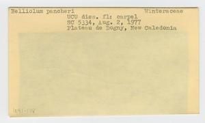 [Belliolum pancheri in New Caledonia, envelope IE41-178]