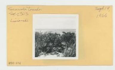 [Scaevola taccada in Hawaii, envelope IE30-214]