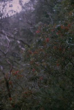 [Metrosideros polymorpha in Waianae mountains in United States] BRIT-A-AR003-012-02-094