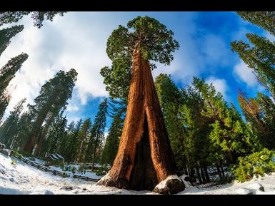 PART 2 (ENGLISH): TRAVEL DIARY TO SEQUOIA NATIONAL PARK, LOS ANGELES , CALIFORNIA, USA JULY 19 2021