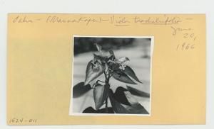 [Viola tracheliifolia in Hawaii, envelope IE24-011]