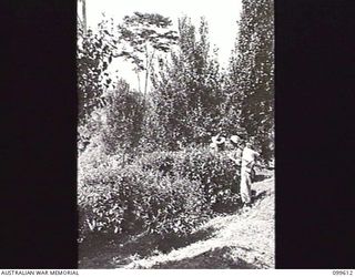 AIYURA, NEW GUINEA, 1946-01-09. WORKERS EXAMINING TEA SHRUBS AT THE BRECHIN PLANTATION, AUSTRALIAN NEW GUINEA ADMINISTRATIVE UNIT EXPERIMENTAL STATION. THE TALL TREES IN BACKGROUND ARE SEED TREES, ..
