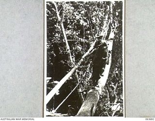 SHAGGY RIDGE AREA, NEW GUINEA. 1944-01-10. TX2784 PRIVATE A. J. WEBSTER (1) AND QX18799 PRIVATE A. J. DENT (2) OF NO. 10 PLATOON, 2/12TH INFANTRY BATTALION CROSSING A NEWLY BUILT LOG BRIDGE ACROSS ..