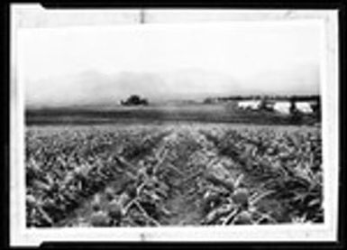 View of a pineapple field in Hawaii, ca.1926