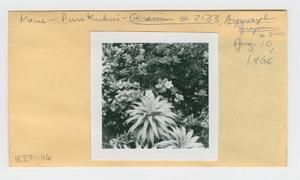 [Geranium and Argyroxiphium grayanum in Hawaii, envelope IE27-116]
