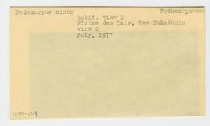 [Podocarpus minor in New Caledonia, envelope IE41-049]