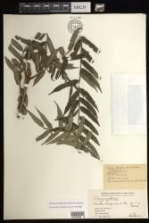 Marattia novoquineensis