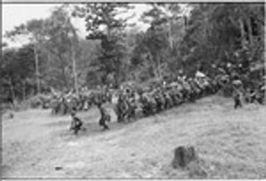 Pig festival, uprooting cordyline ritual, Tsembaga: Tsembaga men and allies make stylized aggressive charges in front of government rest house, near clan boundary