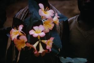 [Rhododendron zoelleri close-up at Kainantu, Papua New Guinea]