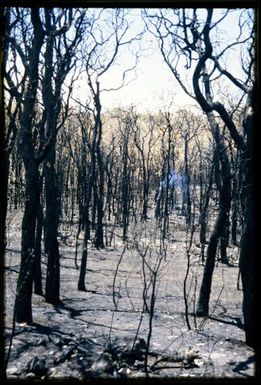 Burnt shrubland