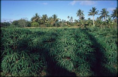 Landscape of plantation