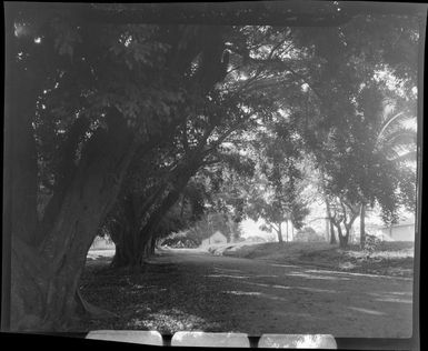 Avenue of trees, Nadi Hotel, Fiji