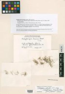 Cladophora fuliginosa