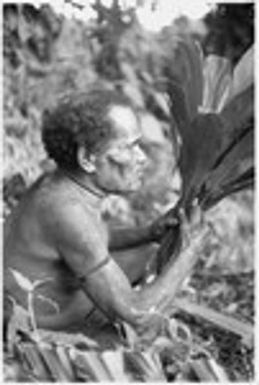 Alefo bespells a bundle of cordyline to ward off malevolent spirits from a feast