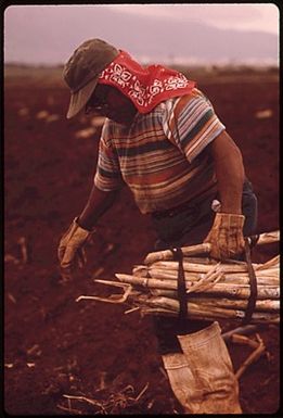 PLANTING SUGARCANE, THE ISLAND'S CHIEF CROP. FIELD WORKERS ARE NOW MOSTLY FILIPINOS
