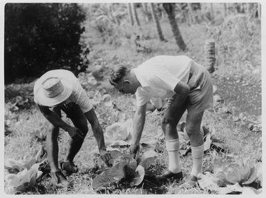 Creator unknown: Growing cabbages, Cook Islands