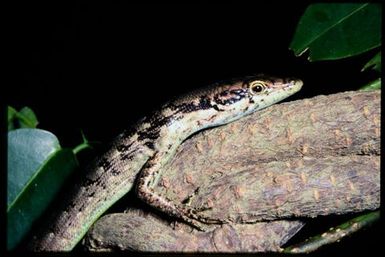 Epibator nigrofasciolatus