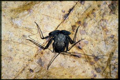 Whip scorpion, 600 m