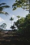 A roadway on Eninman Island (part of the Marshall Islands) photographed by Alan C. Jones during a break from the Capricorn Expedition (1952-1953). 1952