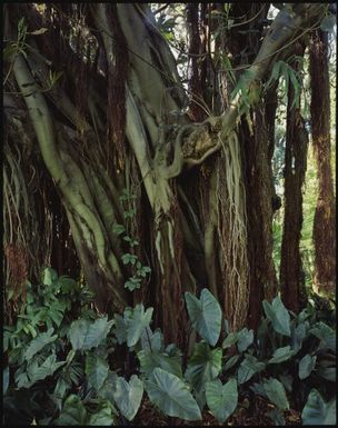 Forest, Wakaya, Fiji, 1994, 1 / Peter Dombrovskis