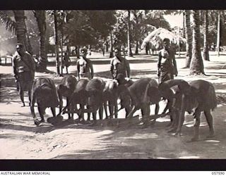 KAIAPIT, NEW GUINEA. 1943-09-24. NATIVES CLEARING UP THEIR VILLAGE FOR RE-OCCUPATION AFTER THE JAPANESE WERE DRIVEN OUT OF THE AREA