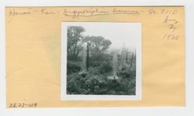 [Argyroxiphium kauense in Hawaii, envelope IE27-019]